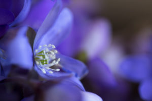 Close-up of liverwort flower (Hepatica nobelis), macro Close-up of liverwort flower (Hepatica nobelis), macro